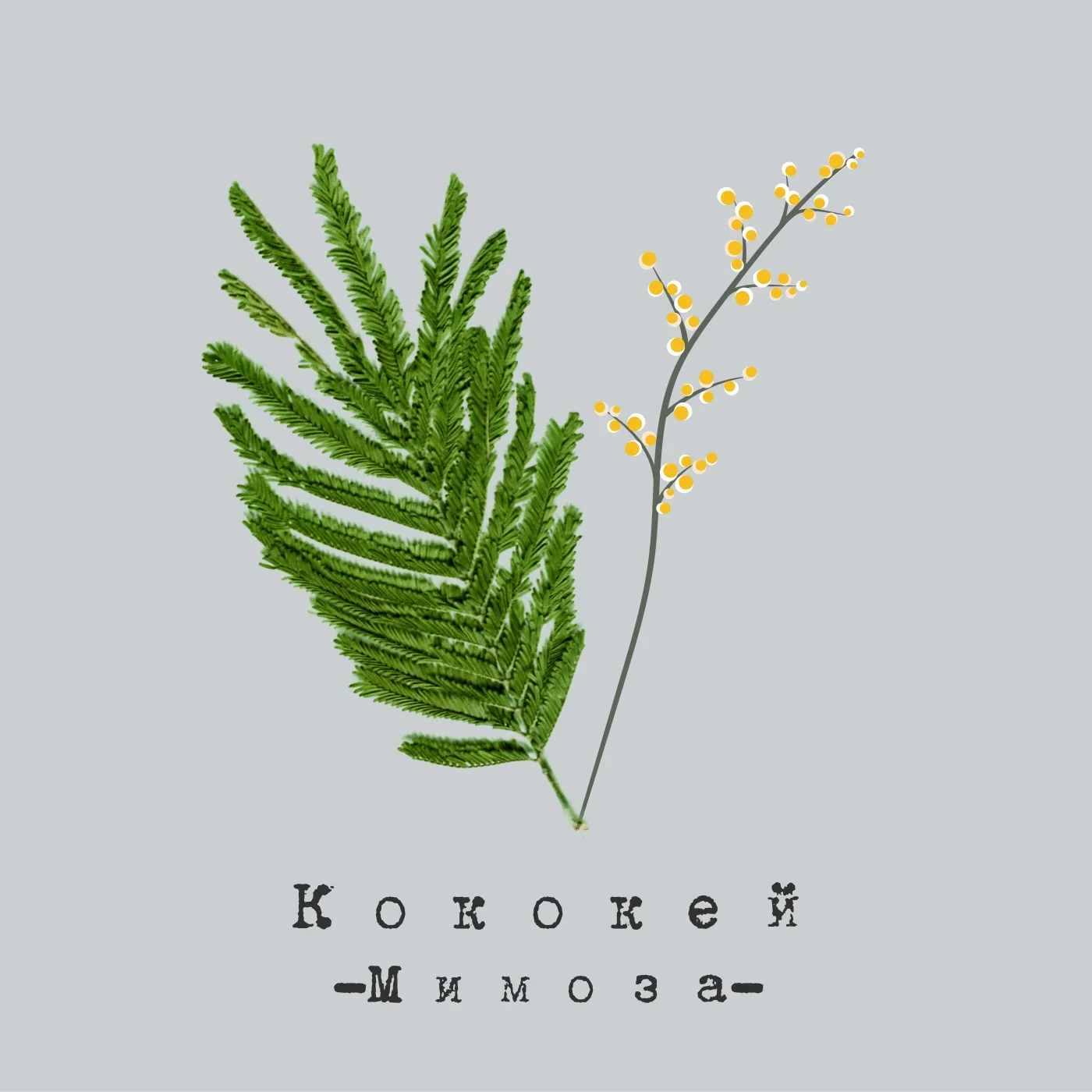 Kokokei - Mimoza
